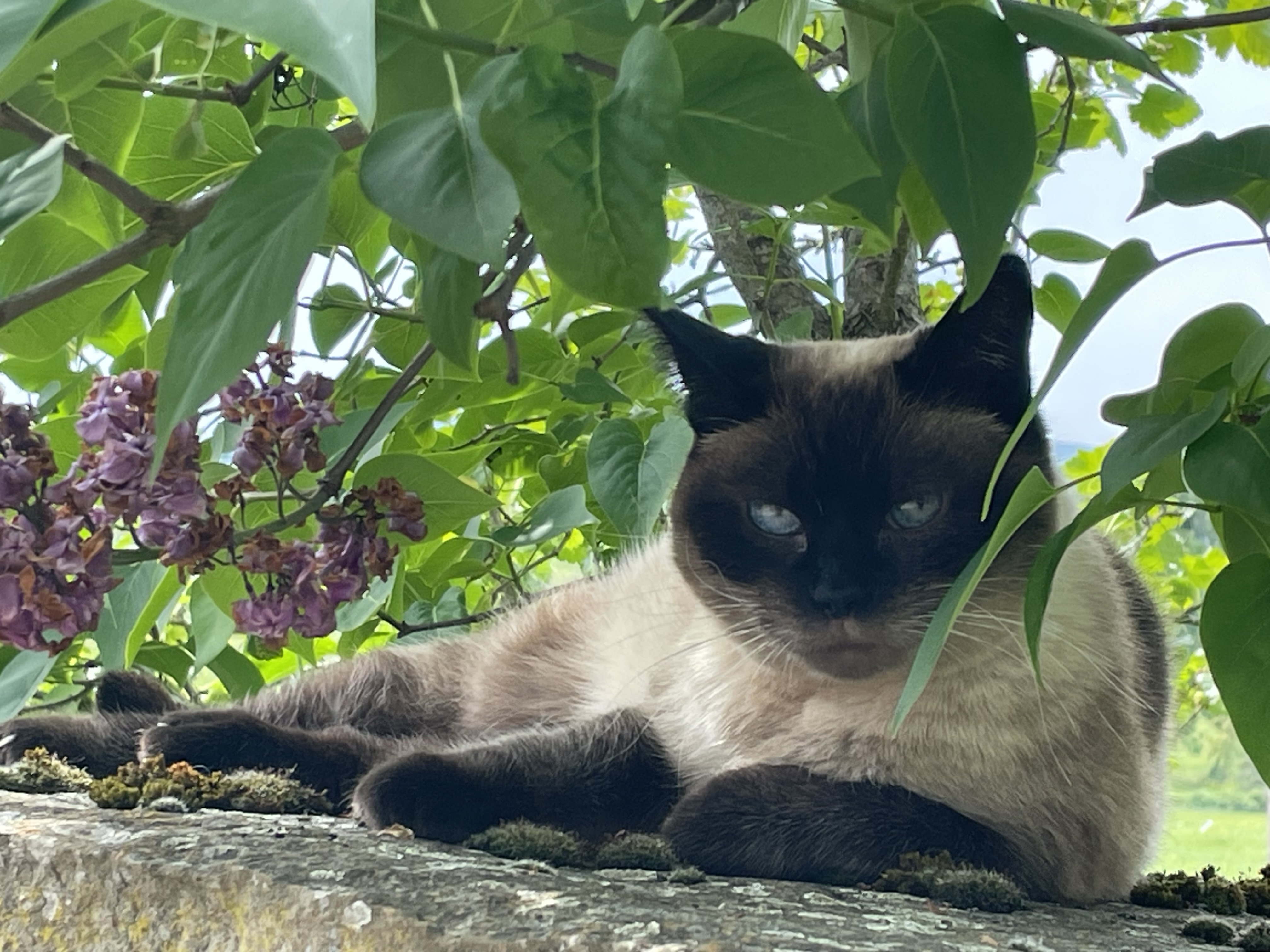 Prunelle